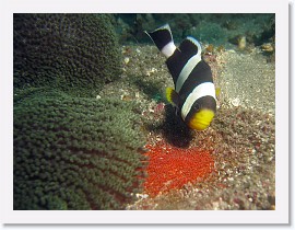 IMG_7636-crop * Saddleback Anemonefish (Amphiprion polymnus) * 2529 x 1897 * (1.56MB)