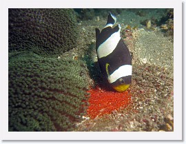 IMG_7637-crop * Saddleback Anemonefish (Amphiprion polymnus) * 2559 x 1919 * (1.55MB)