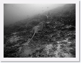 IMG_7640-crop * Blue-spotted Stingray (Himantura fai) * 3264 x 2448 * (1.98MB)