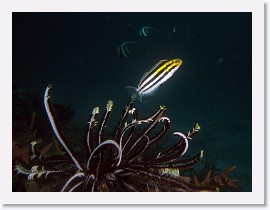 IMG_7644-crop * Shorthead Fangblenny (Petroscirtes breviceps) * 2796 x 2097 * (1.3MB)