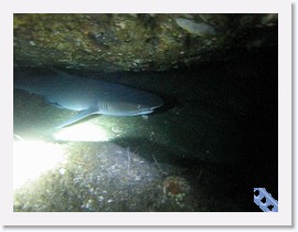 MVI_7-SharkCaveClips * VIDEO: White Tip Reef Shark in cavern * 1 x 1 * (21.96MB)