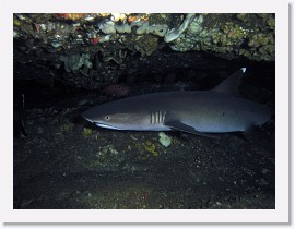 IMG_7702-crop * Whitetip Reef Shark (Triaenodon obesus) * 3264 x 2448 * (2.07MB)