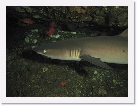 IMG_7708-crop * Whitetip Reef Shark (Triaenodon obesus) * 3264 x 2448 * (1.84MB)