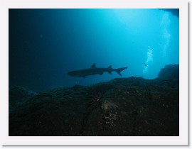 IMG_7710 * Whitetip Reef Shark (Triaenodon obesus) * 3264 x 2448 * (1.38MB)